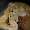 Photo of ballpythons breeder.