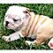 Out-standing-english-bulldog-puppies-for-re-homing