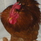 Various-chickens