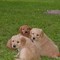 4-akc-registered-golden-retriever-pups