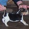 Akc-female-beagle-pup