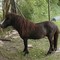 Shetland-stallion-for-sale