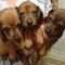Darling-dachshund-puppies-for-sale