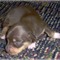 Miniature-dachshunds-n-colour
