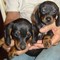 Adorable-blk-tan-mini-dachshund-pups-for-sale