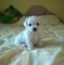 Bichon-frise-for-adoption