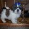 Shih-tzu-babies-for-sale