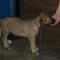 My-irish-wolfhound-willing-to-go-to-a-new-home