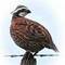 Quail-hunts-guided-near-laredo-texas-wild-birds-only-bobwhites-and