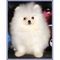 Gorgeous-white-parti-pomeranian-for-adoption