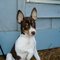 Rat-terrier-puppies-ukc-reg