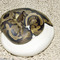 Ball-python-morphs-cb-and-wc