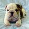 Adorable-english-bull-female-puppy-for-sale