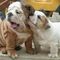 Adorable-bull-dogs-for-free-on-valintes-day