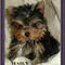 Cute-and-adorable-hailly-for-adoption