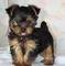 Chinhuahua-puppies-for-sale