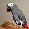 Hand-fed-african-greys-parrots-for-adoption