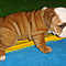 Healthy-akc-english-bulldogs-for-rehoming