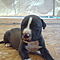 Pitbull-puppies-for-sale