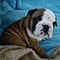 Well-trained-english-bulldogs-for-adoption-200