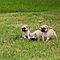 Pug-puppies-for-sale-2-fawn-males