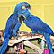 Pair-of-hyacinth-macaw-for-sale