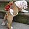 Asking-just-150-for-each-englishbulldog-puppy