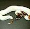 Albino-and-piebalds-pythons-for-adoption