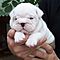Cute-x-mas-english-bulldogs-going-out-on-adoption