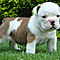English-bulldog-puppy-for-adoption