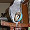 Fully-weaned-african-grey-babies-for-sale