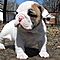 English-bulldog-puppies-excellent-quality