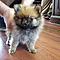 This-pomeranian-pup-is-a-stunning-little-girl-with-a-coat-to-die-for