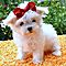 Adorable-male-and-female-maltese-puppies-for-adoption