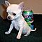 Chihuahua-puppy-males-and-females-avaliable