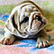 Two-english-bulldogs-for-sale-250-00