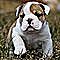 Topquality-english-bulldog-puppies-available