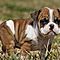 Cute-english-bulldog-puppies