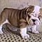 Sweetest-english-bulldog-puppies-available