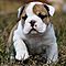 Healthy-english-bulldog-puppies-available