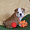English-bulldog-puppies-available-excellent-quality