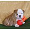 Adorable-akc-english-bulldog-puppies-for-adoption