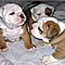 Male-and-female-english-bulldog-puppies-for-free-adoption
