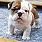 Top-quality-english-bulldog-puppies-available-now-your-own-opportinuty