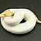 Cute-and-adorable-ball-piebald-and-albino-pythons-for-adoption
