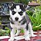 Pure-bred-siberian-husky-puppies-available