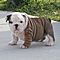 English-bulldog-puppies-excellent-quality