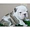 Male-and-female-well-train-english-bulldog-puppies-for-adoption