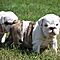Akc-registered-english-bulldog-puppies