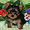 Two-cute-and-adorable-yorkie-puppies-for-adoption-mirakates-yahoo-com